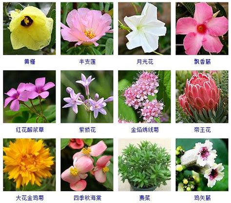 花有幾種|花種類大全：認識100種花卉，逛花市不再迷茫 